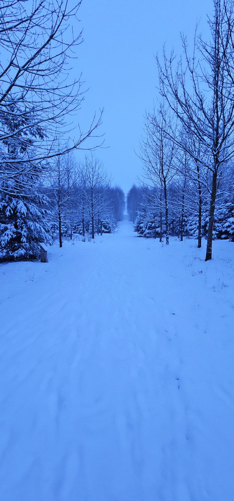 Das Bild zeigt einen verschneiten Weg im Kölner Waldlabor mit beiden Seiten vollgeschneiten Zweigen und Bäumen. das Bild ist ist etwa 17 Uhr aufgenommen und die Schneeladschaft ist in bläuliches Licht gehüllt. 